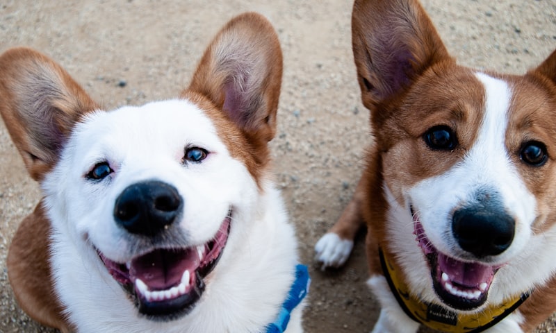 How Much Exercise Does a Dog Need? A Breed-by-Breed Activity Guide