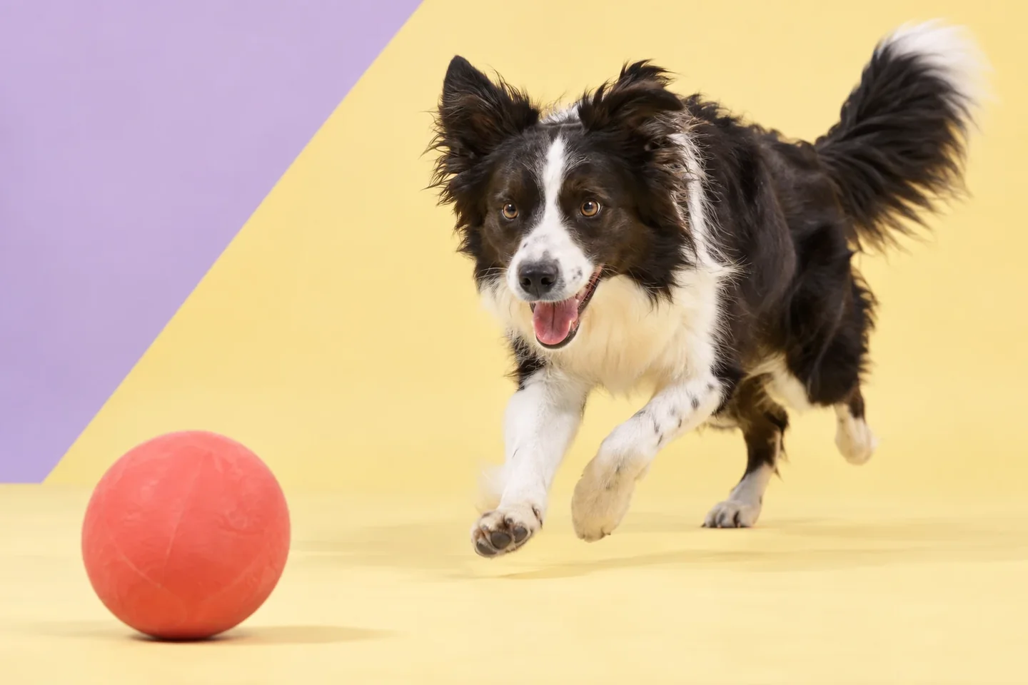 How Much Exercise Does a Dog Need? A Breed-by-Breed Activity Guide