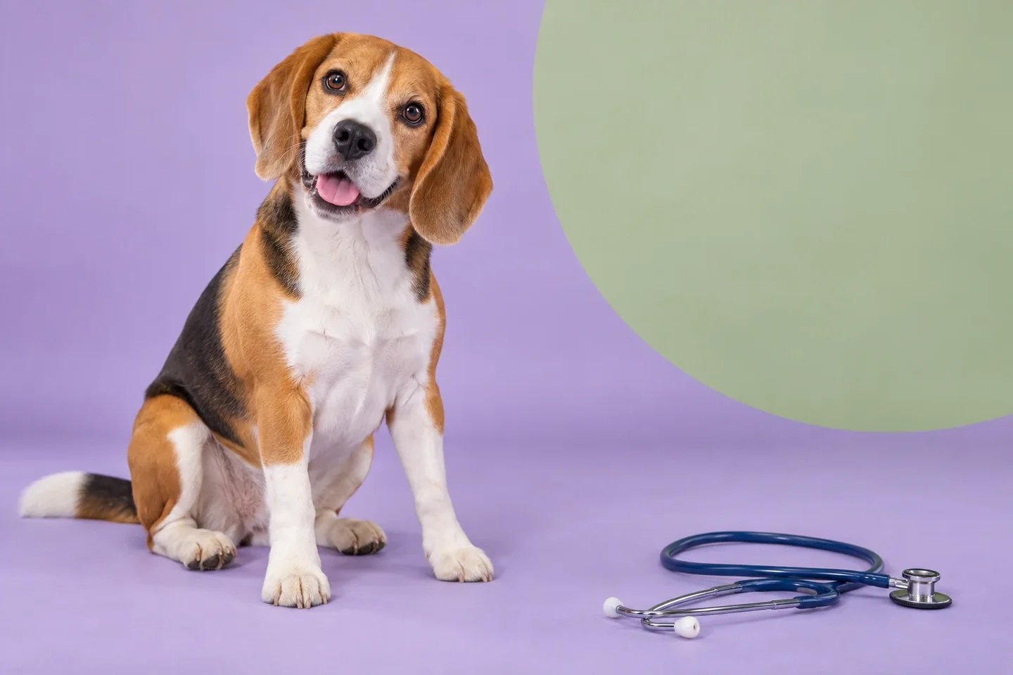 How to Choose a Good Vet for Your Dog, 7 Things to Look For