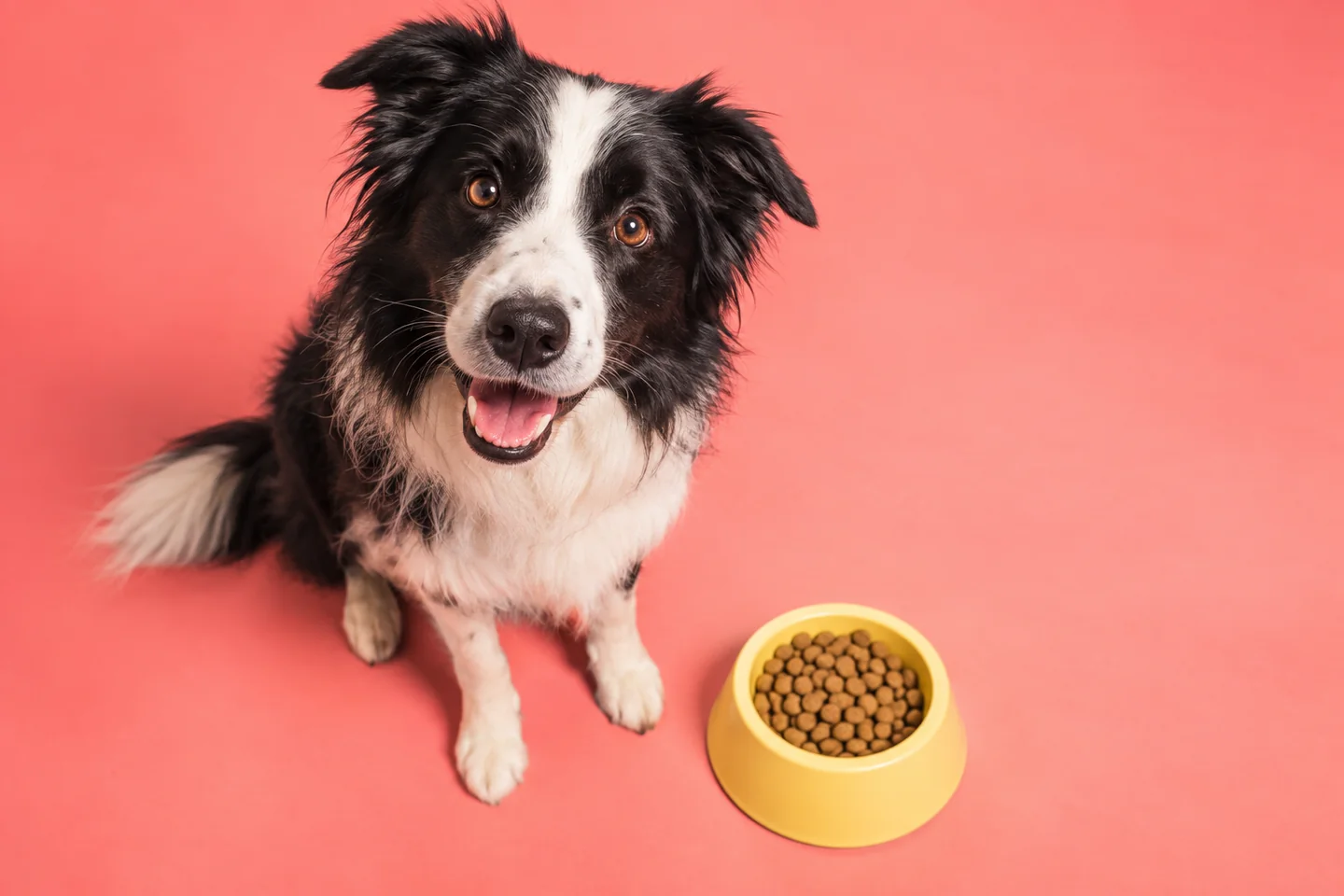What should a dog eat? Prepare a conversation about diet