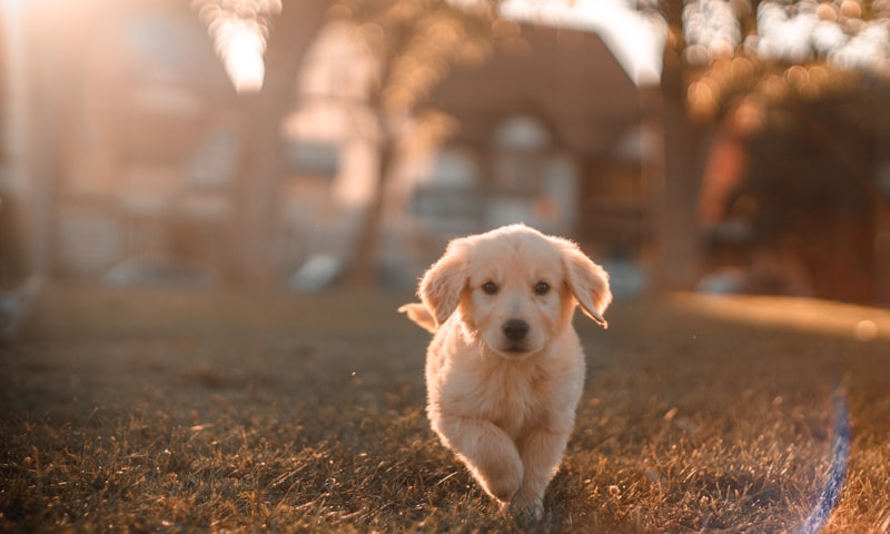 Dog Vaccination Schedule, Complete Guide 2026