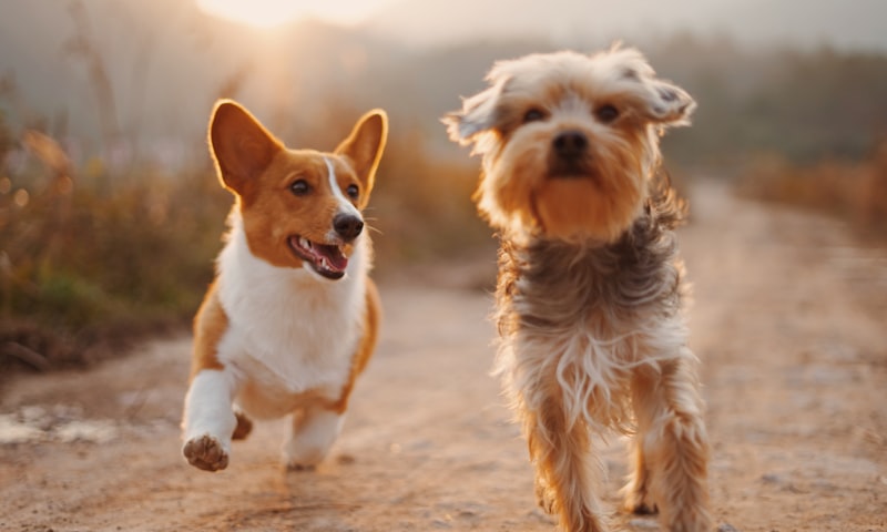 How to Choose a Good Vet for Your Dog, 7 Things to Look For