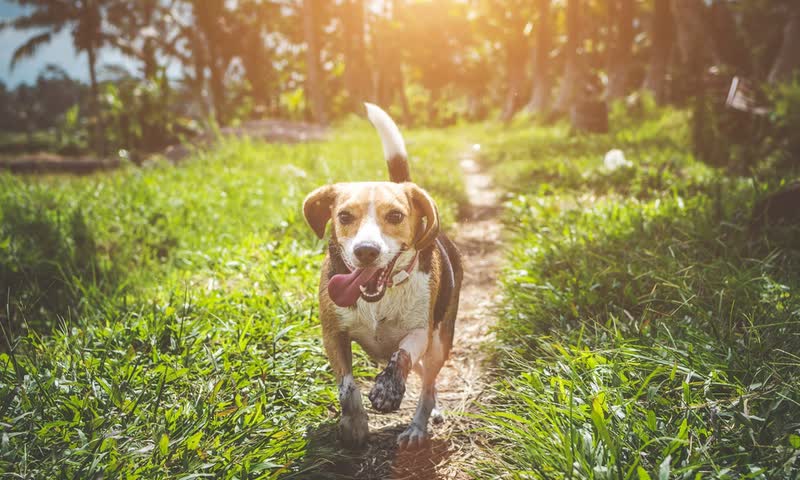 Dog Weight Tracking, Why It Matters More Than You Think