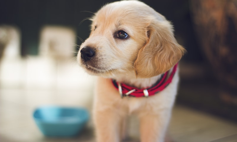 Protecting Your Dog from Parasites, A Complete Year-Round Guide