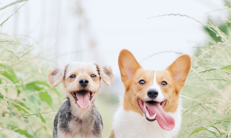 Travelling Abroad with Your Dog. Documents, Rules, and Practical Tips