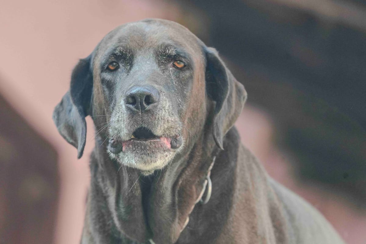 The Senior Dog, How Care Changes as Your Dog Ages