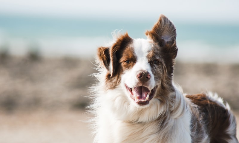 Dog Dental Health, How to Care for Your Dog's Teeth and When to Act