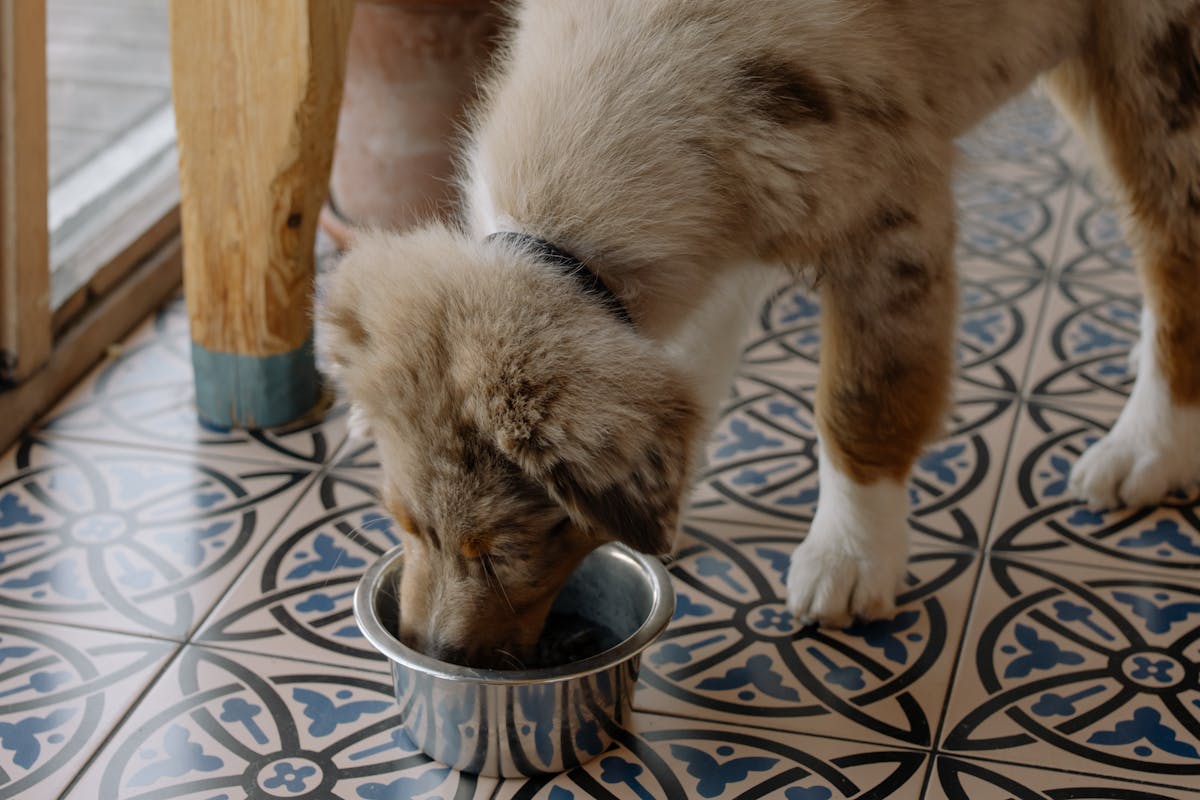 What to Feed Your Dog, A Complete Nutrition Guide for 2026